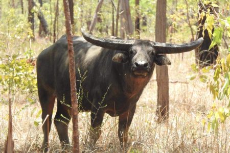 Australia Big Game for 2 Hunters