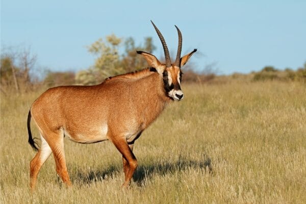 Sable antelope or similar species with reddish-brown coat and backward-curving horns in an open plain.