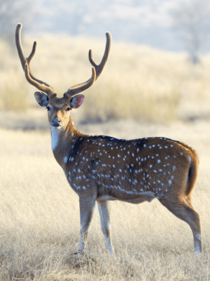 Axis deer or chital with brown coat and white spots standing in a light grassland.