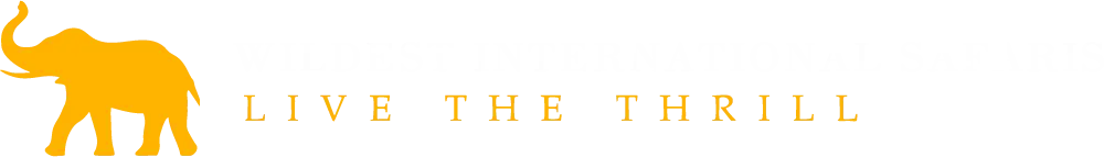 Wildest International Logo