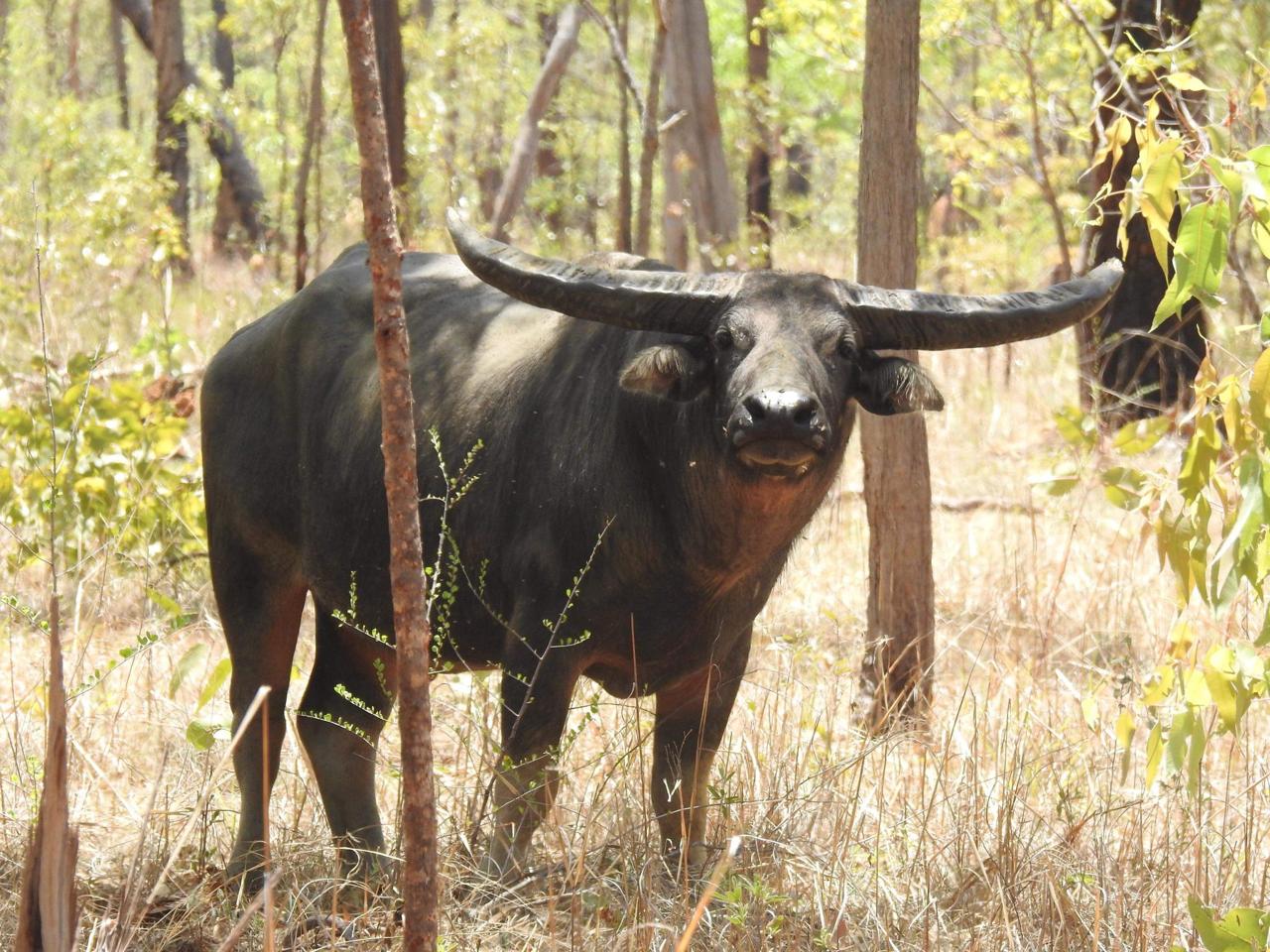 Wild buffalo with long, outward-curving horns standing in a dry forest.