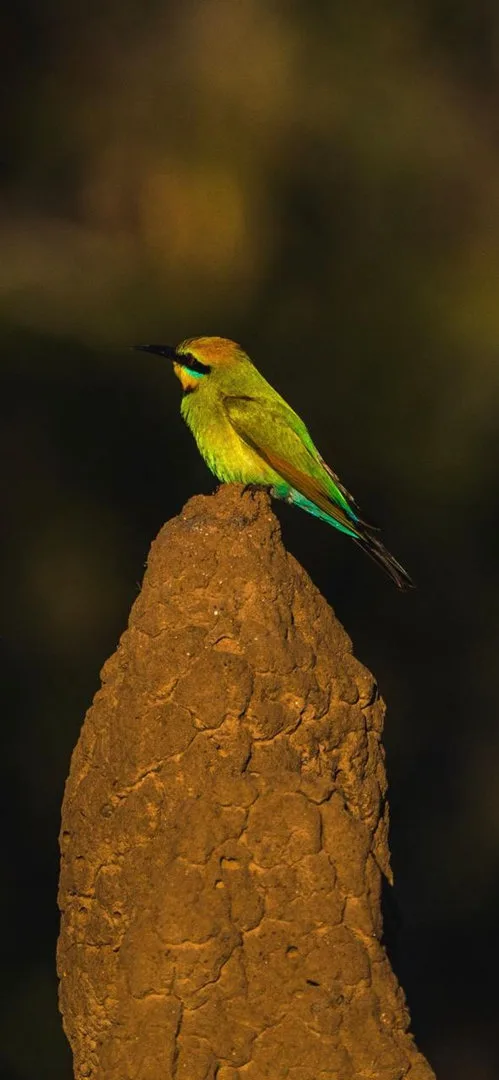 australia-outback-camp-green-bird-termite-mound