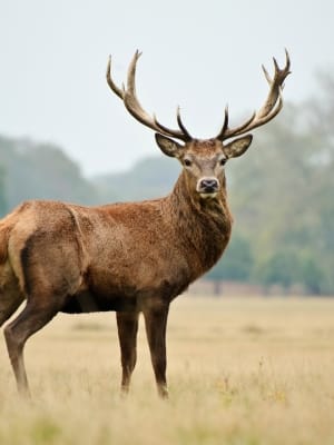 Red deer stag with large branched antlers standing in an open field.