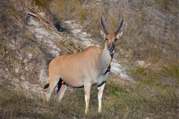 Common eland antelope standing on dry grass, with a robust body and long spiral horns.