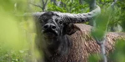 Wild buffalo with long, outward-curving horns standing in a dry forest.