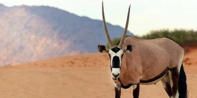 Sable antelope or similar species with reddish-brown coat and backward-curving horns in an open plain.