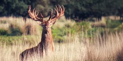 Red deer stag with large branched antlers standing in an open field.