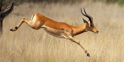 Common eland antelope standing on dry grass, with a robust body and long spiral horns.