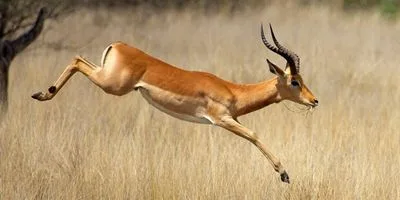 Common eland antelope standing on dry grass, with a robust body and long spiral horns.